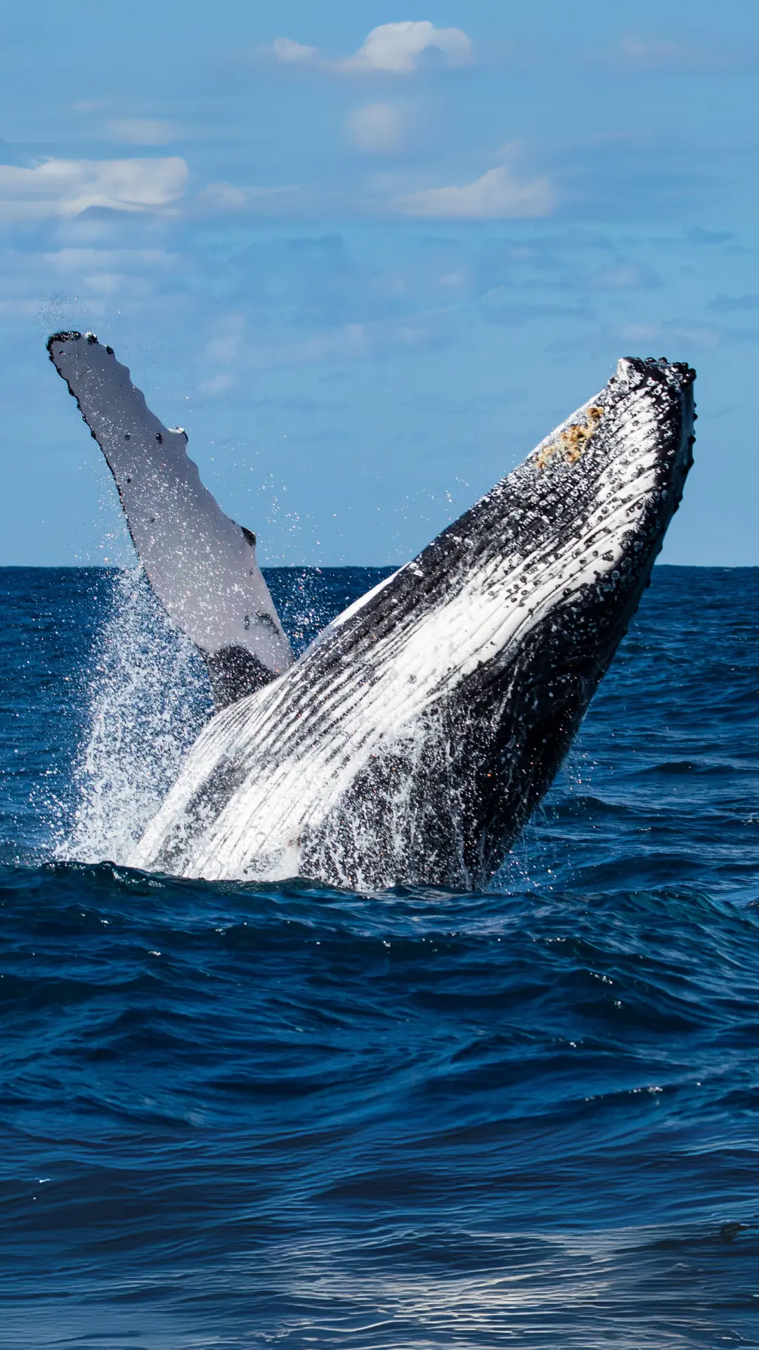 Una ballena jorobada salta fuera del mar con la aleta levantada, bajo el cielo azul del Pacífico colombiano